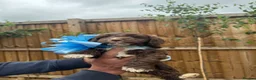Cockapoo dogs for sale: Cockapoo F1 Gorgeous Puppies 🐶❤️ - Advert 11