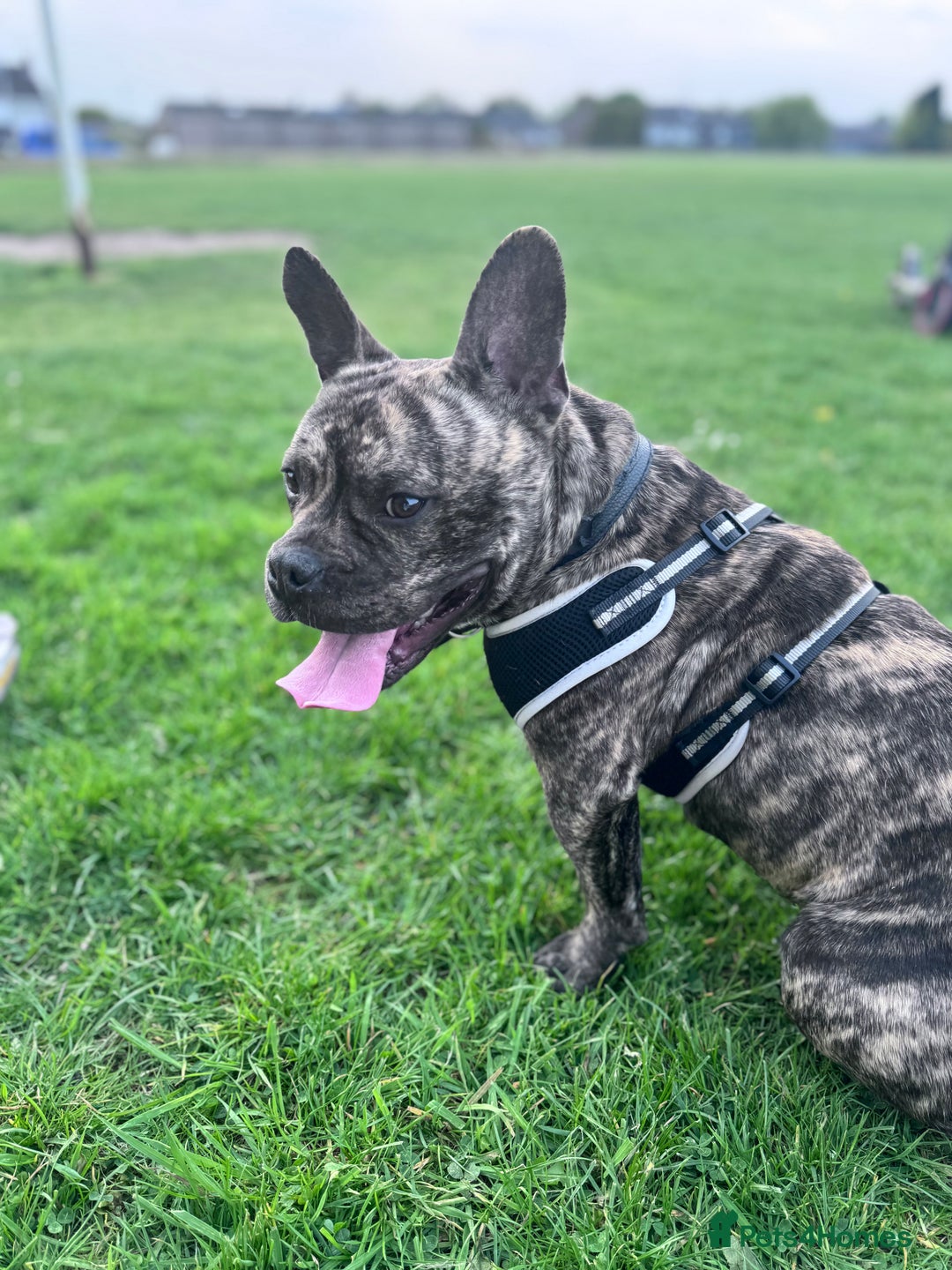 Mixed Breed dogs for sale: Mixed breed dog fr sale  - Image 5