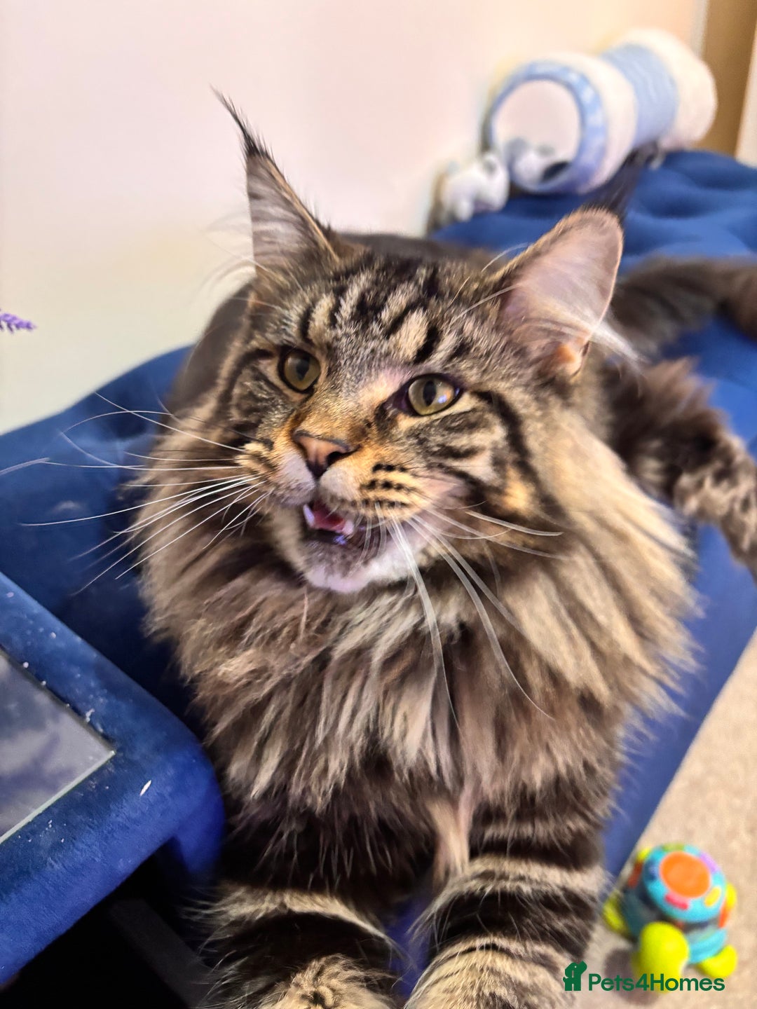 Maine Coon cats for stud: Tabby Mainecoon For Stud - Advert 5