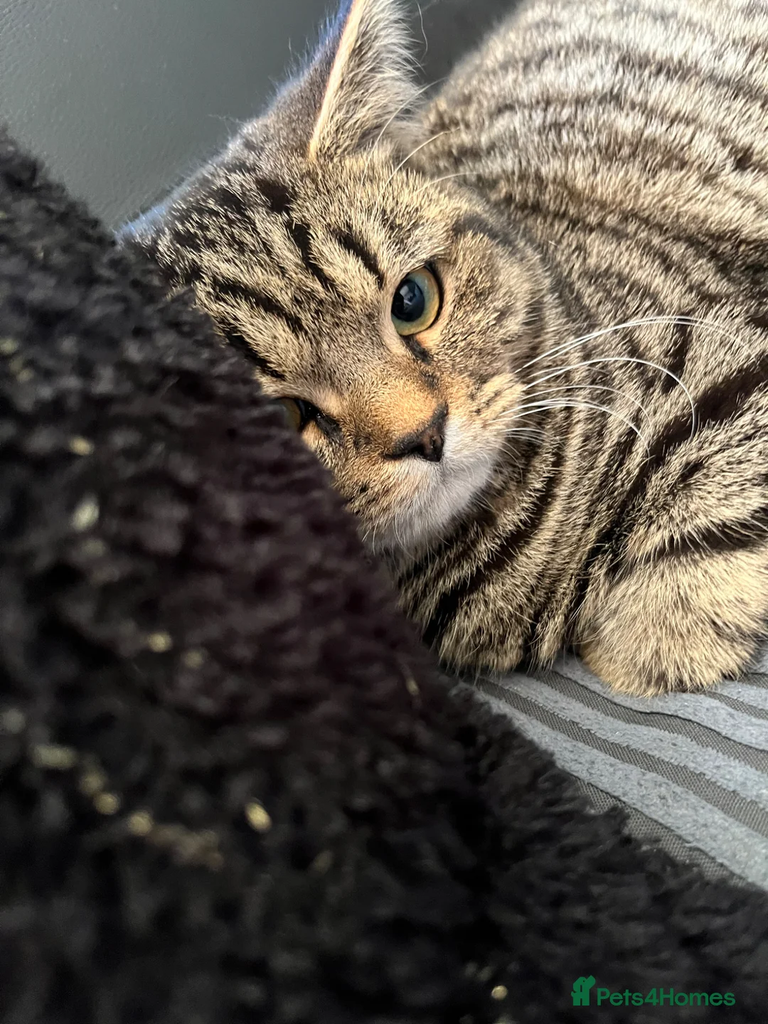 British Shorthair cats for sale: British short hair  - Advert 8