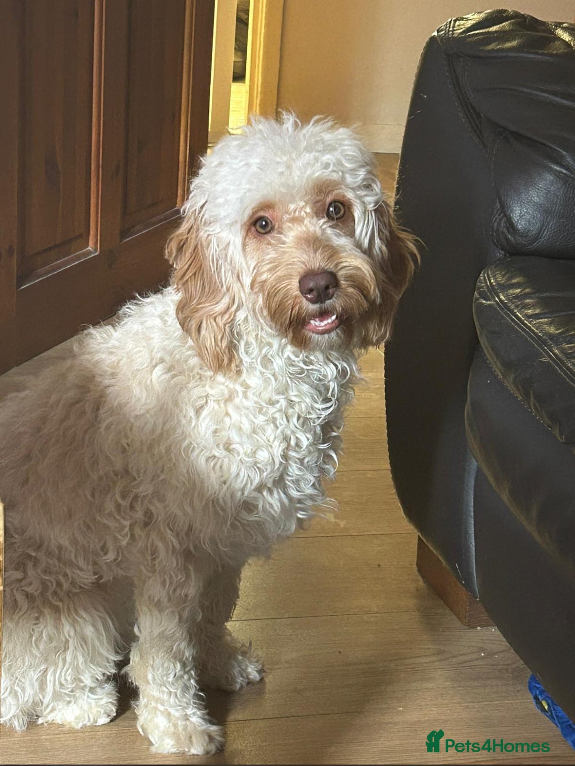 Mixed Breed dogs Apricot Cockapoo puppies ready to leave 6th march  - Advert 1