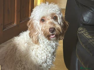 Mixed Breed dogs Apricot Cockapoo puppies ready to leave 6th march - Advert 12