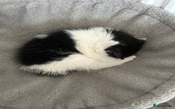 Domestic Shorthair cats for sale: Kitten - Image 5