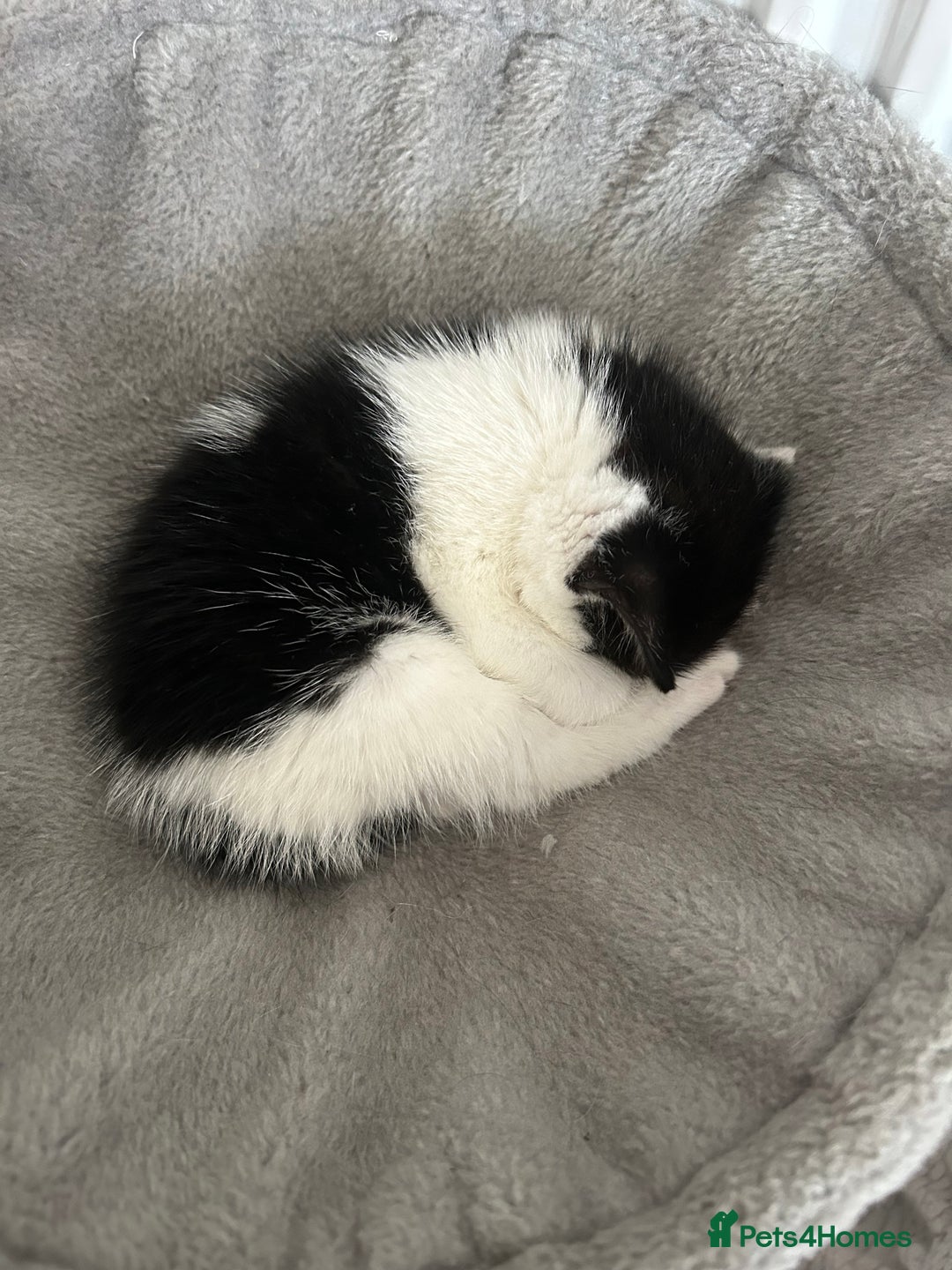 Domestic Shorthair cats for sale: Kitten - Image 5