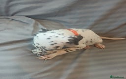 Dalmatian dogs for sale: Dalmatian Ready to home 1×girl 1× boy(£550)) - Image 11