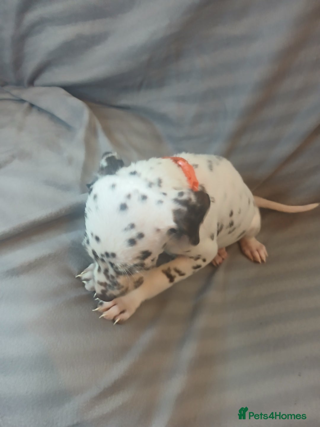 Dalmatian dogs for sale: Dalmatian Ready to home 1×girl 1× boy(£550)) - Image 11
