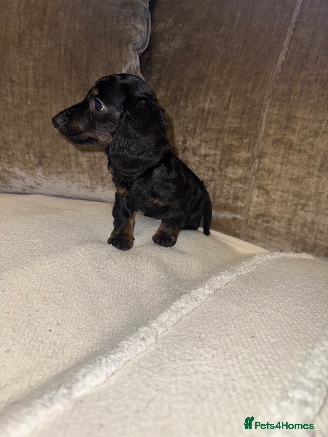 Miniature Dachshund dogs for sale: Miniature Dachshund puppies - Advert 5
