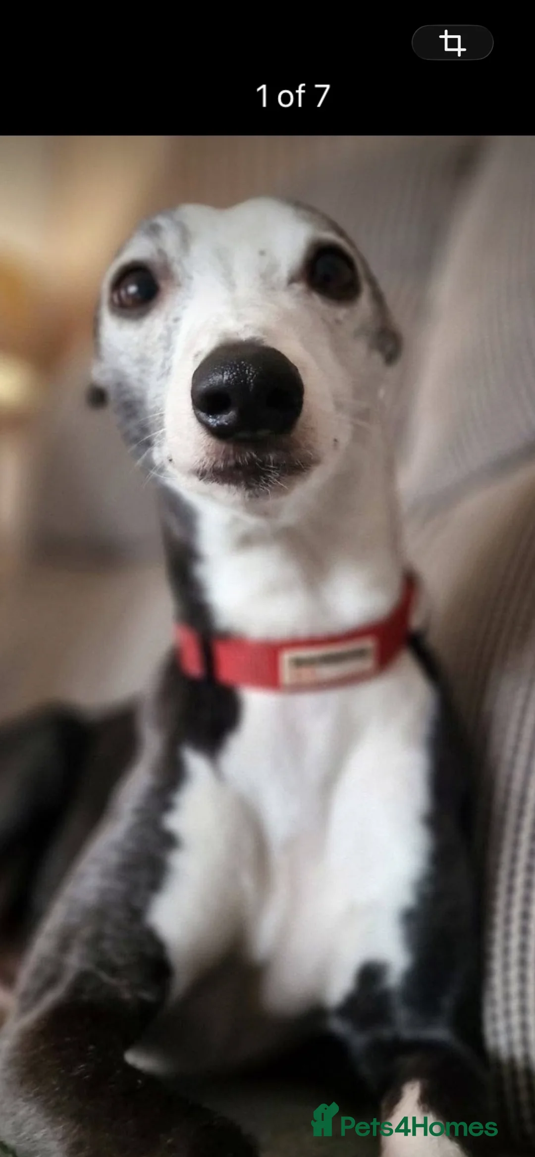 Whippet dogs for sale: Beautiful litter of Whippet puppies - Advert 4