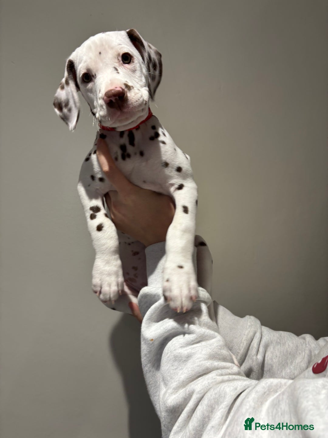 Dalmatian dogs for sale: 1 DALMATIAN LEFT READY NOW - Image 14