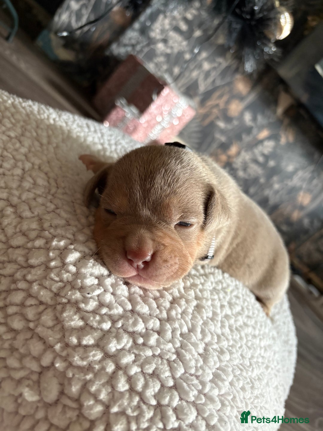 American Bully dogs for sale: Standard American bully’s lilac tri - Advert 6