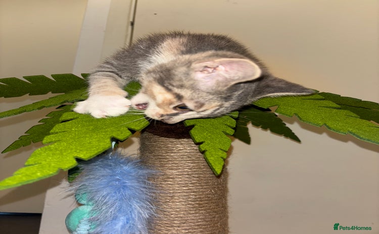 Scottish Fold cats in Enfield - Advert 1