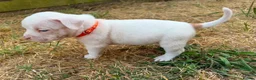 American Bully dogs for sale: OPEN TO OFFERS! ABKC ready now! - Advert 14