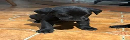 Labrador Retriever dogs for sale: *Stunning Labrador puppies* - Advert 13