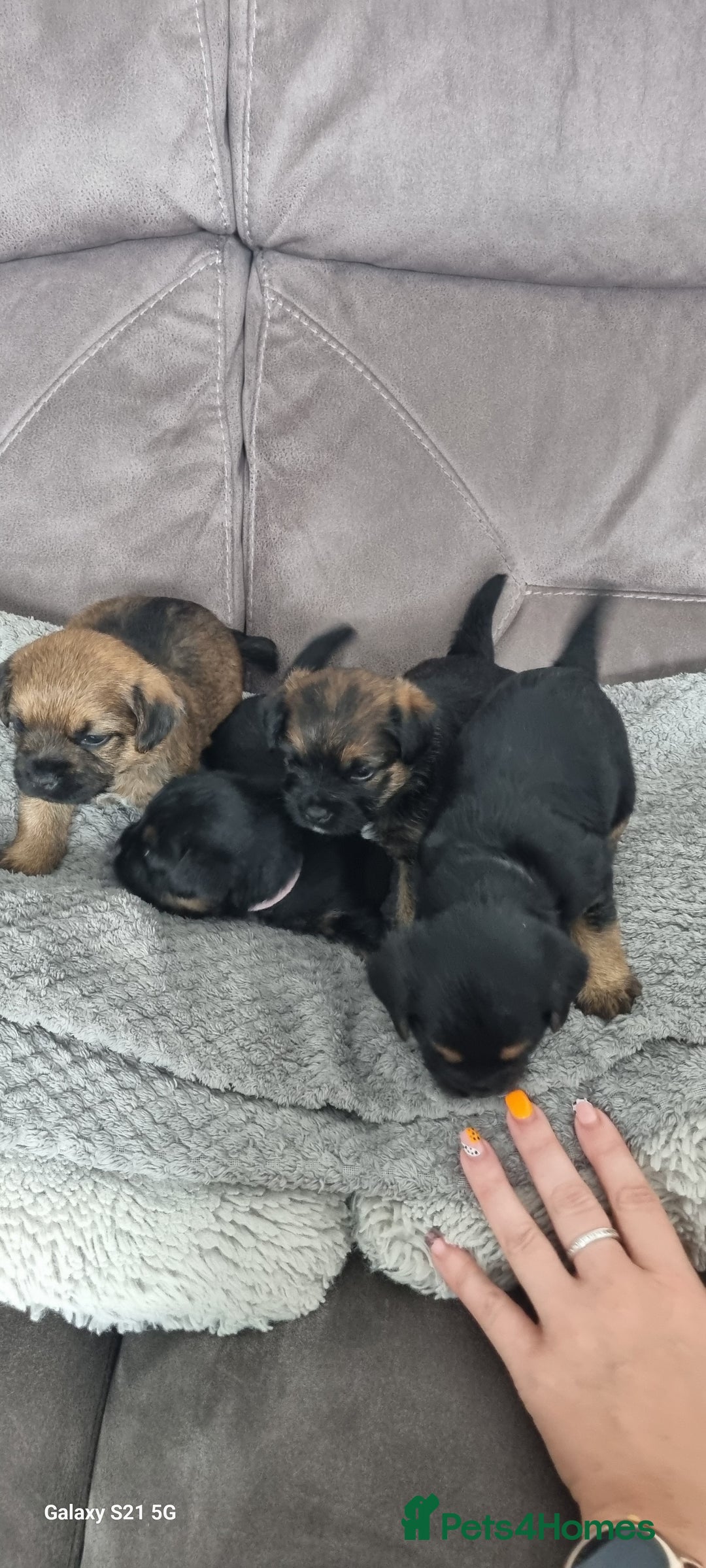 Border Terrier dogs for sale: Border Terrier Pups - Image 7
