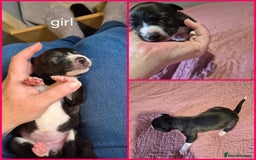 Mixed Breed dogs for sale: Mastiff cross staff puppies 🥰 - Image 7