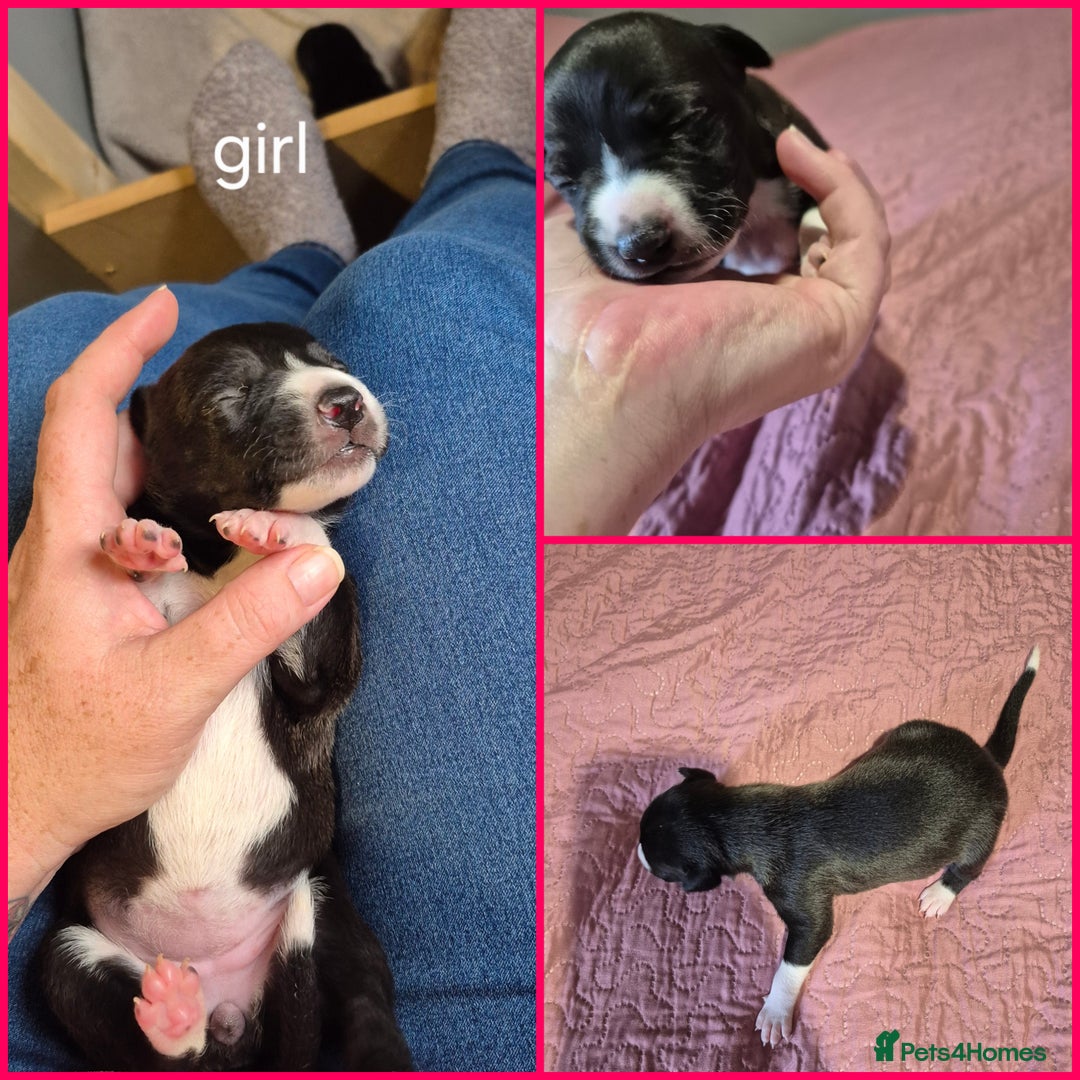 Mixed Breed dogs for sale: Mastiff cross staff puppies 🥰 - Image 7