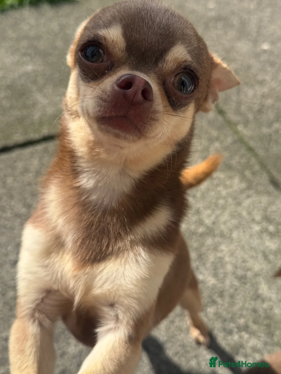 Chihuahua dogs for sale: 1 year old tiny male chihuahua  in Liverpool - Advert 2