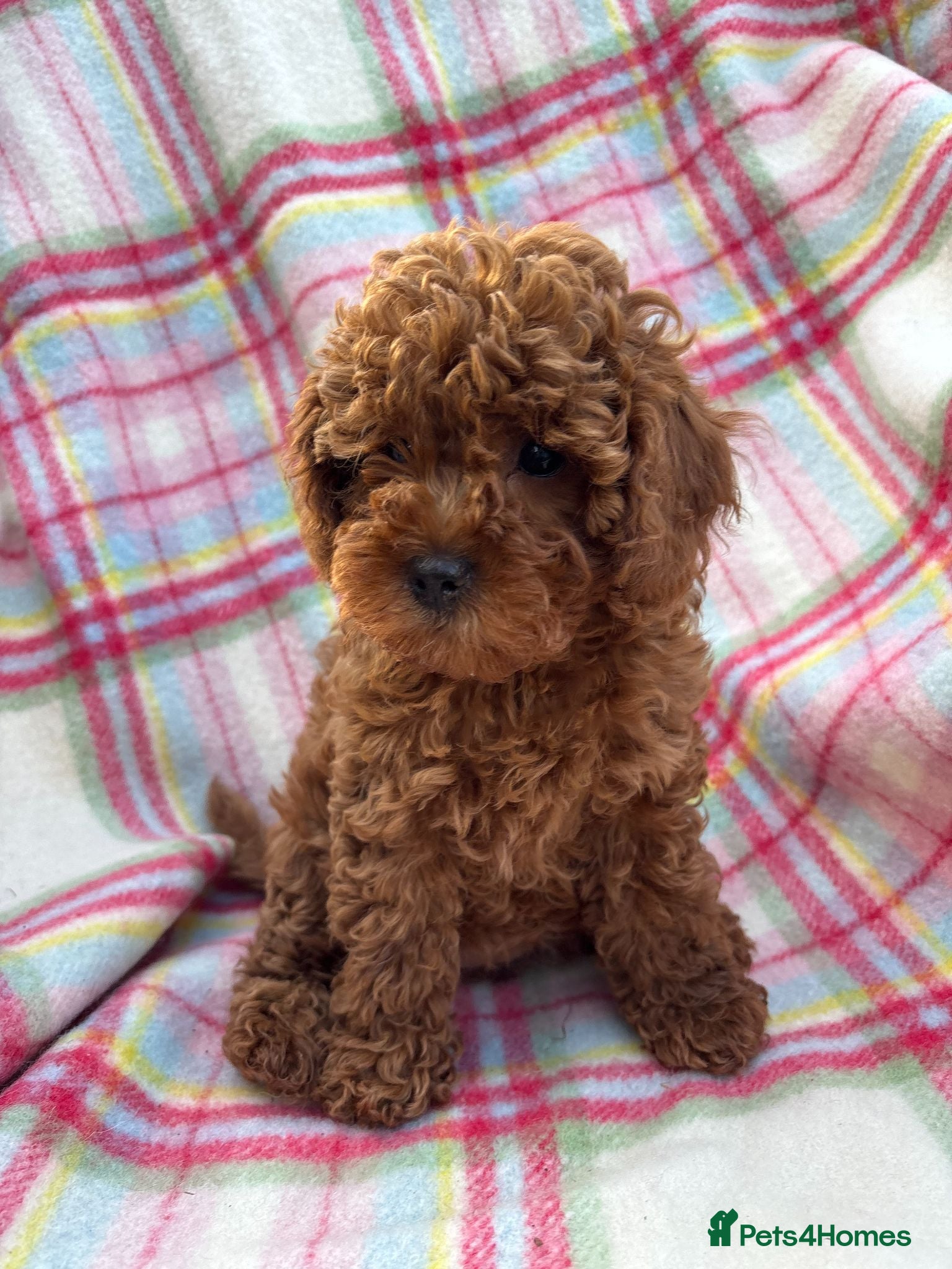 Cavapoo dogs Stunning Toy Red F1b Cavapoo Girl - Ready to go - Advert 1