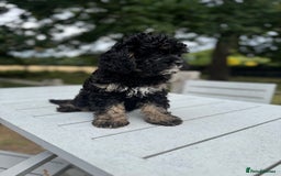 Cavapoo dogs for sale: Cavapoo puppies F1 health tested parents - Image 6