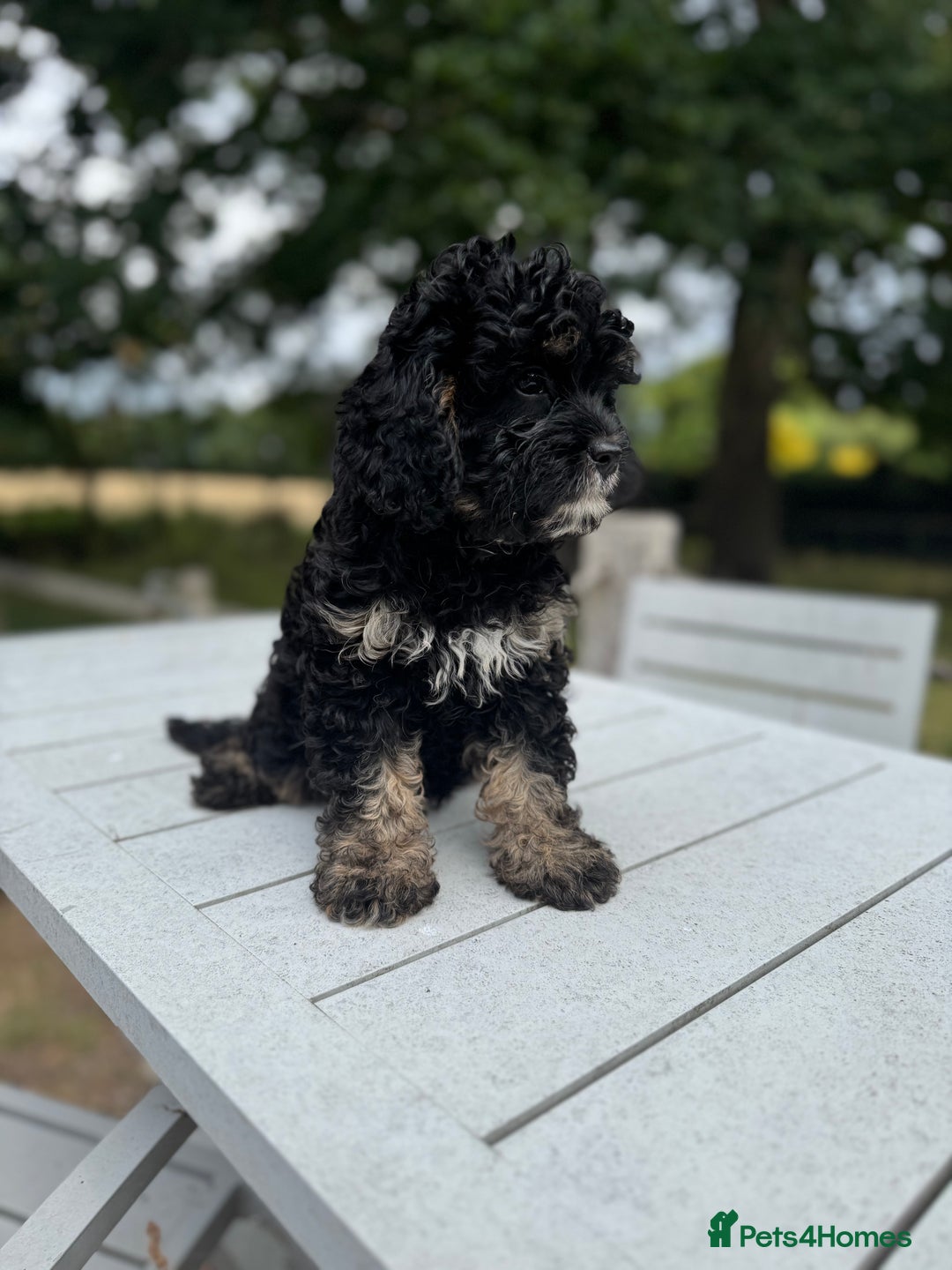Cavapoo dogs for sale: Cavapoo puppies F1 health tested parents - Image 6