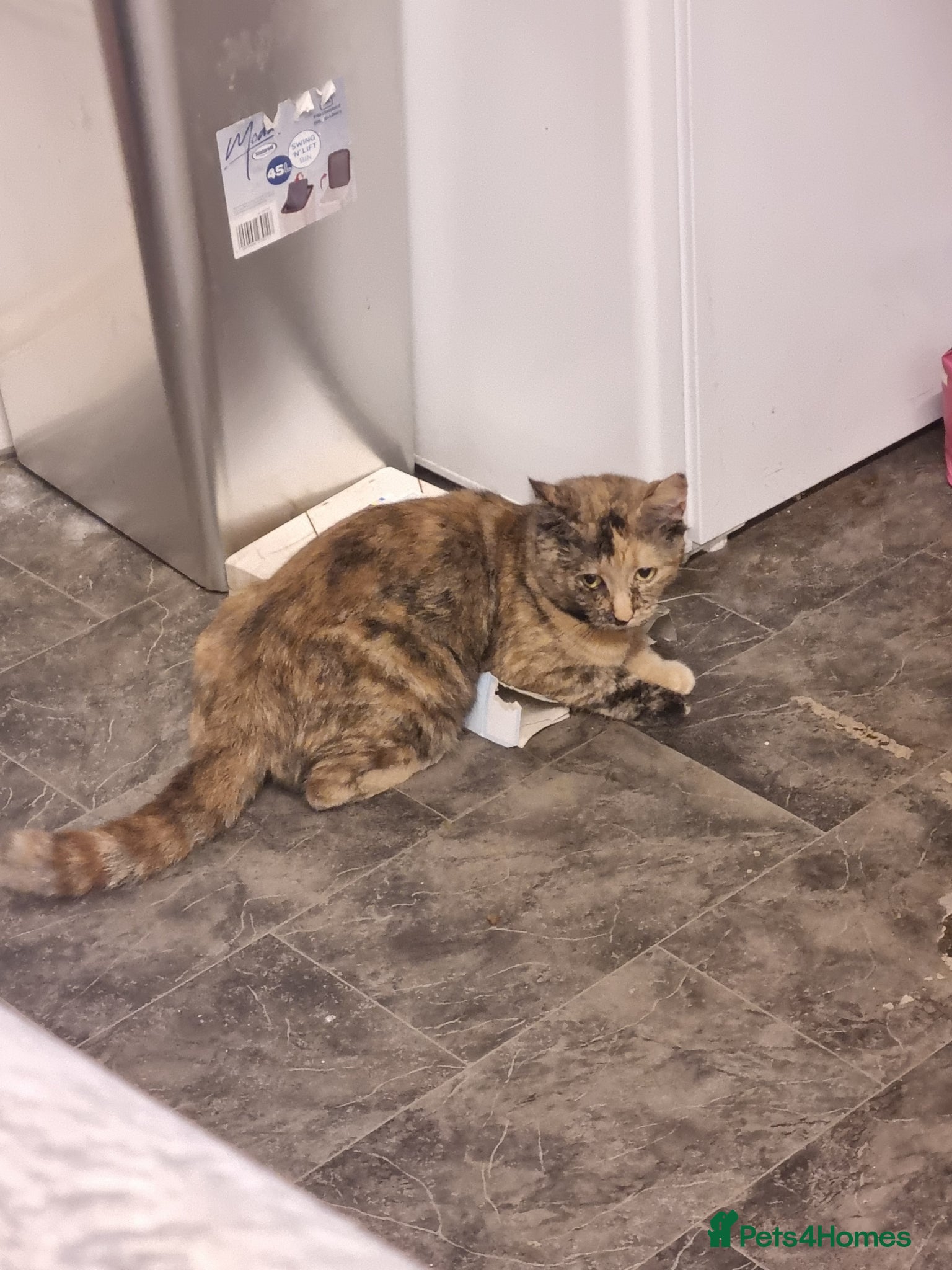 Mixed Breed cats 4 beautiful kittens  - Advert 1