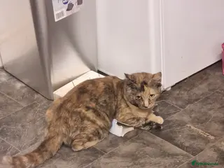 Mixed Breed cats 4 beautiful kittens - Advert 1