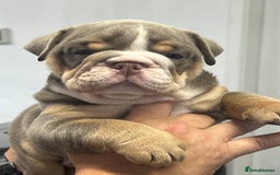 English Bulldog dogs for sale: English bulldog bible John lines  - Image 14