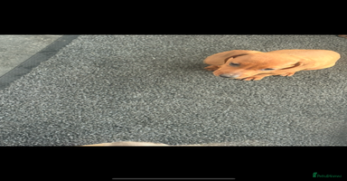 Miniature Dachshund dogs Beautiful babies ready for there5⭐️ home - Advert 4