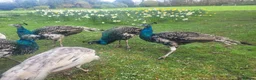 Peafowl poultry for sale: Mother and 5 Chicks in Bude - Advert 4
