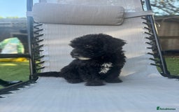 Sheepadoodle dogs for sale: Mini Sheepadoodle reduced **2 remaining  - Image 24