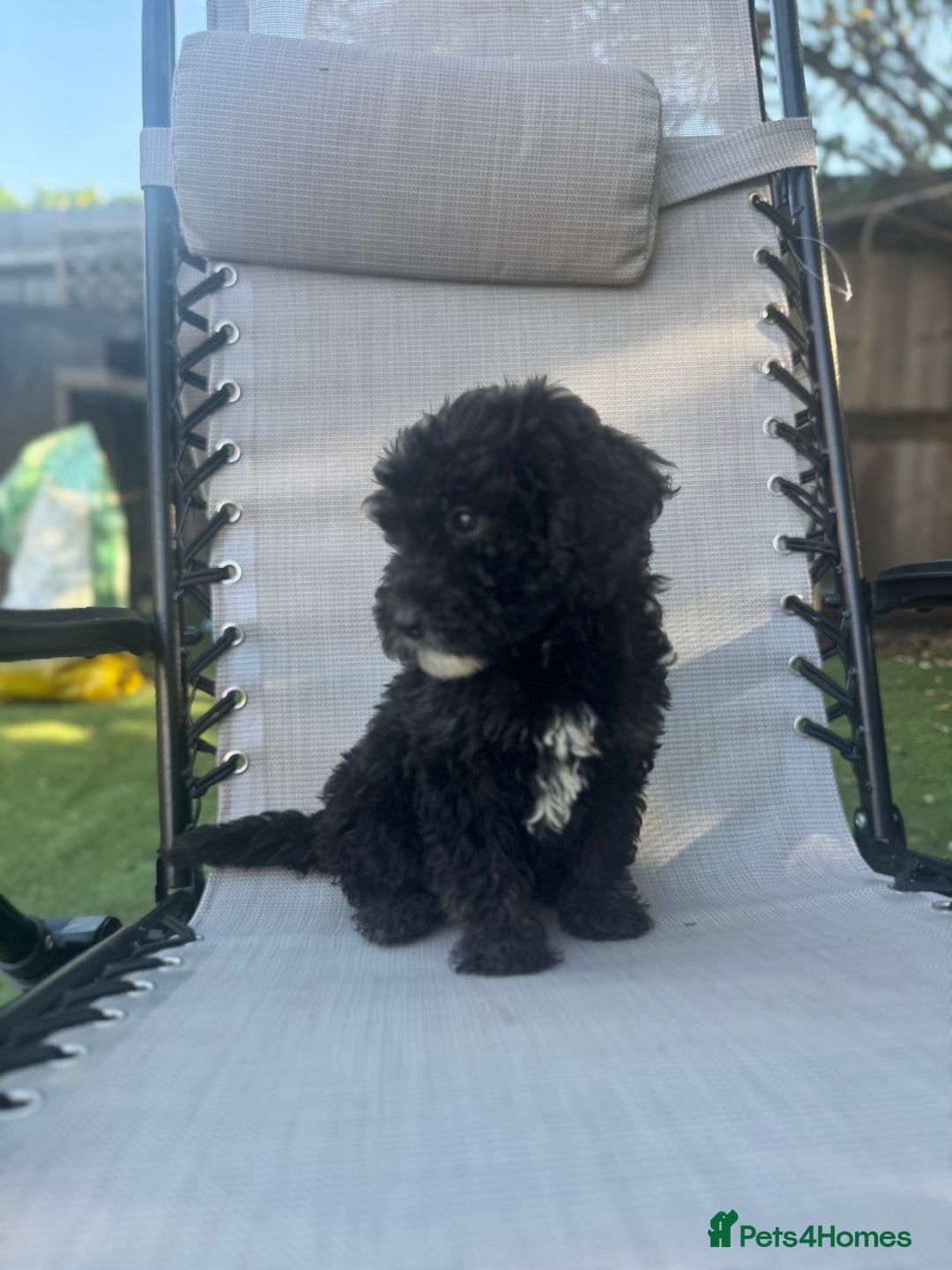 Sheepadoodle dogs for sale: Mini Sheepadoodle reduced **2 remaining  - Image 24