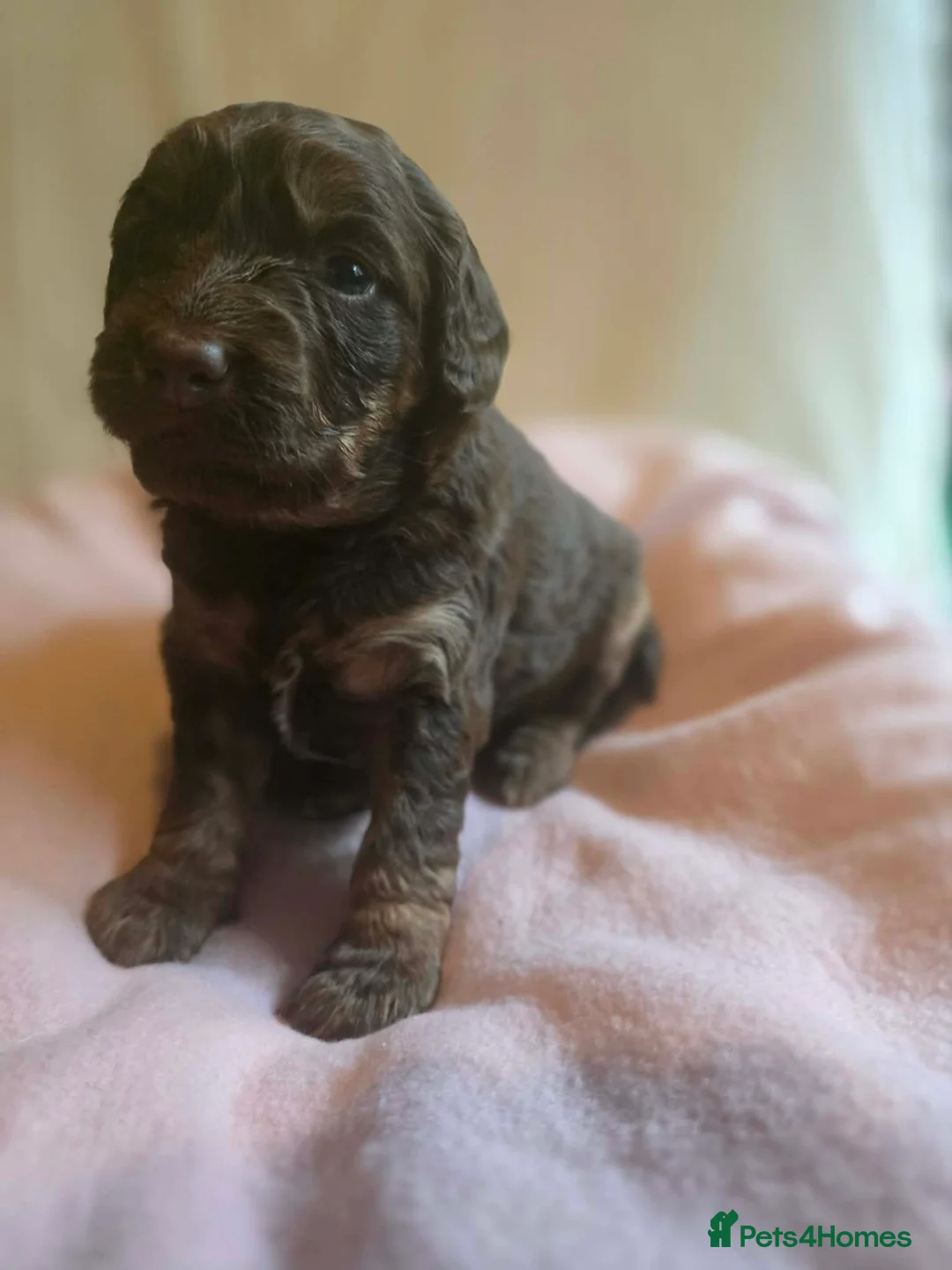 Australian Labradoodle dogs for sale: Gorgeous miniature labradoodle babies - Advert 1