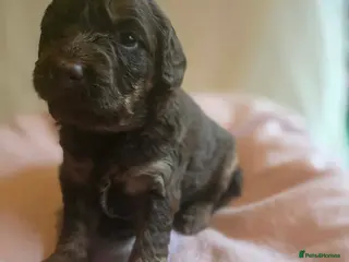 Australian Labradoodle dogs Gorgeous miniature labradoodle babies - Advert 2