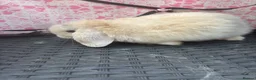 Mini Lop rabbits for sale: Ready to leave 8 week old baby mini lops in Frome - Advert 28