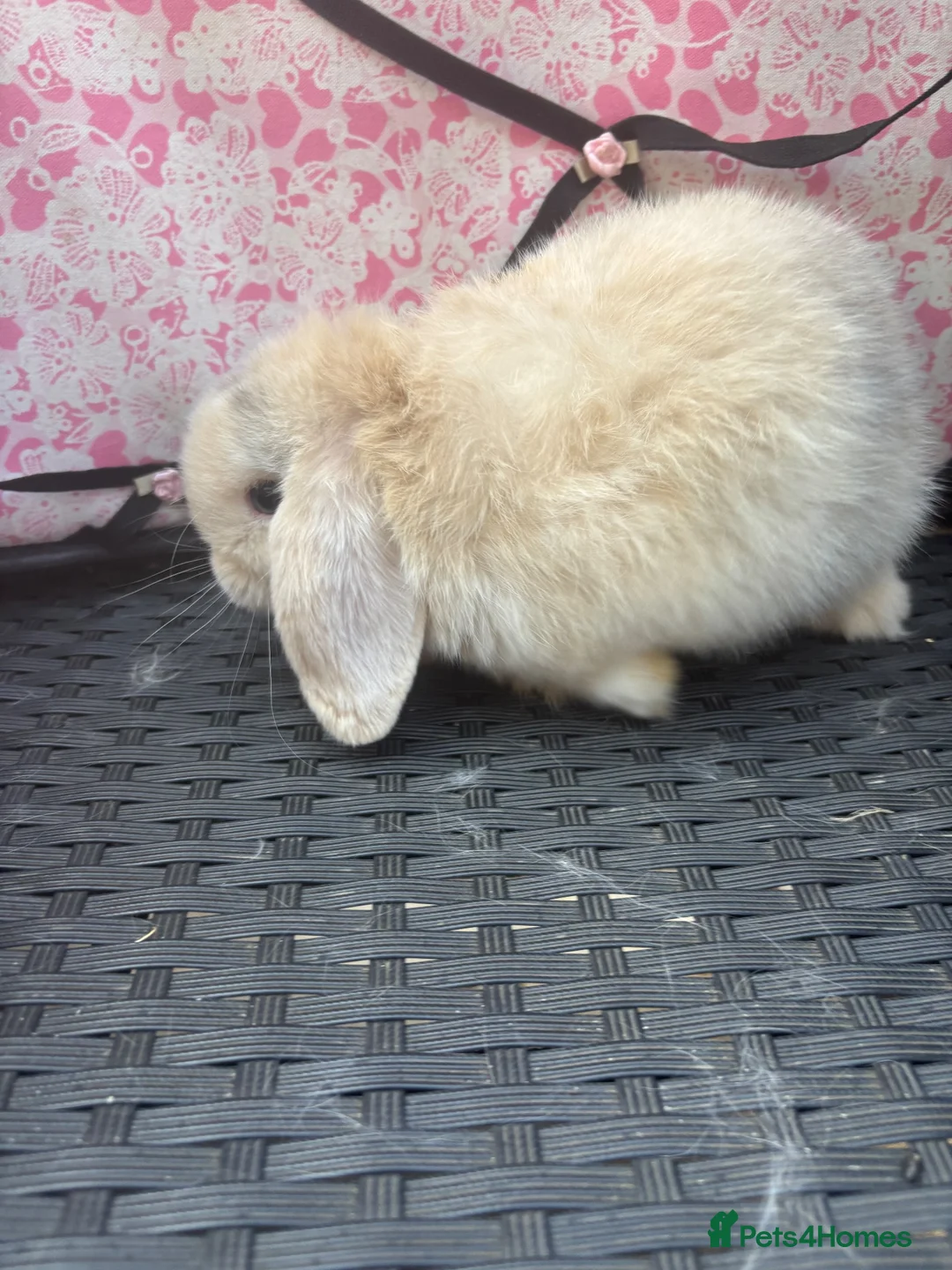Mini Lop rabbits for sale: Ready to leave 8 week old baby mini lops in Frome - Advert 28