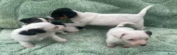 Jack Russell dogs for sale: Miniature Jack Russell puppies - Advert 14