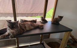 Maine Coon cats for sale: Beautiful Maine coon girls - Image 5