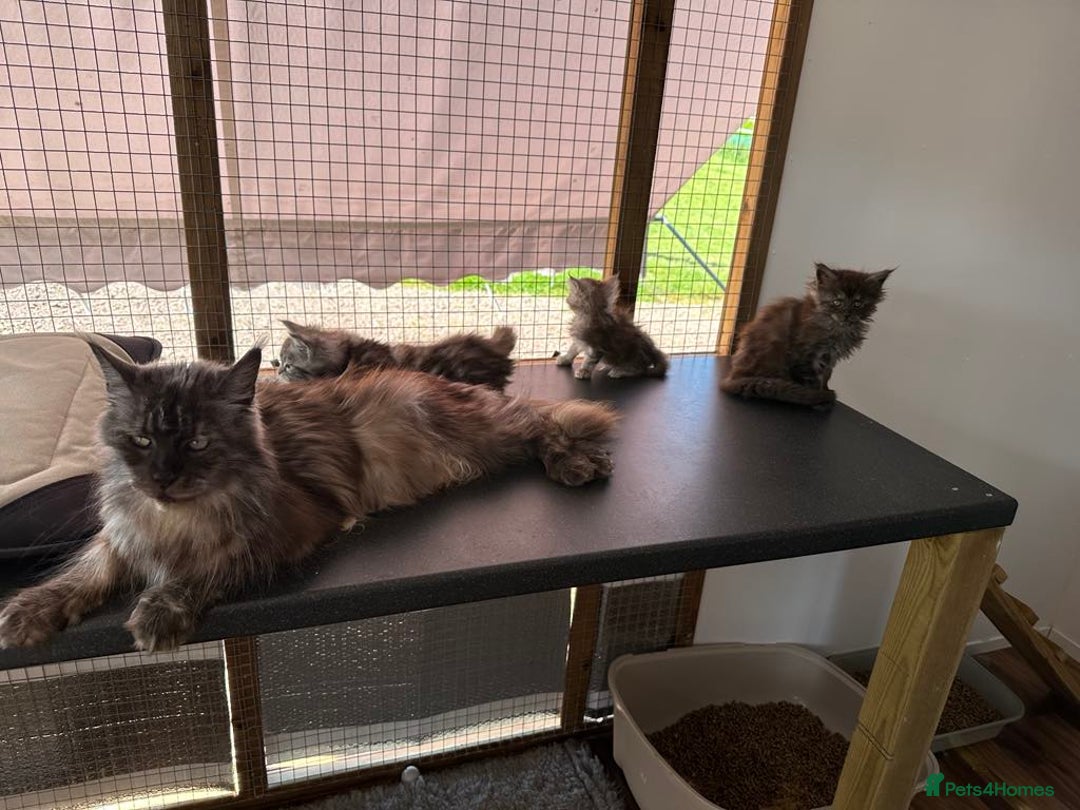 Maine Coon cats for sale: Beautiful Maine coon girls - Image 5