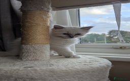 Ragdoll cats for sale: 🧁Sweet ragdolls - Image 25