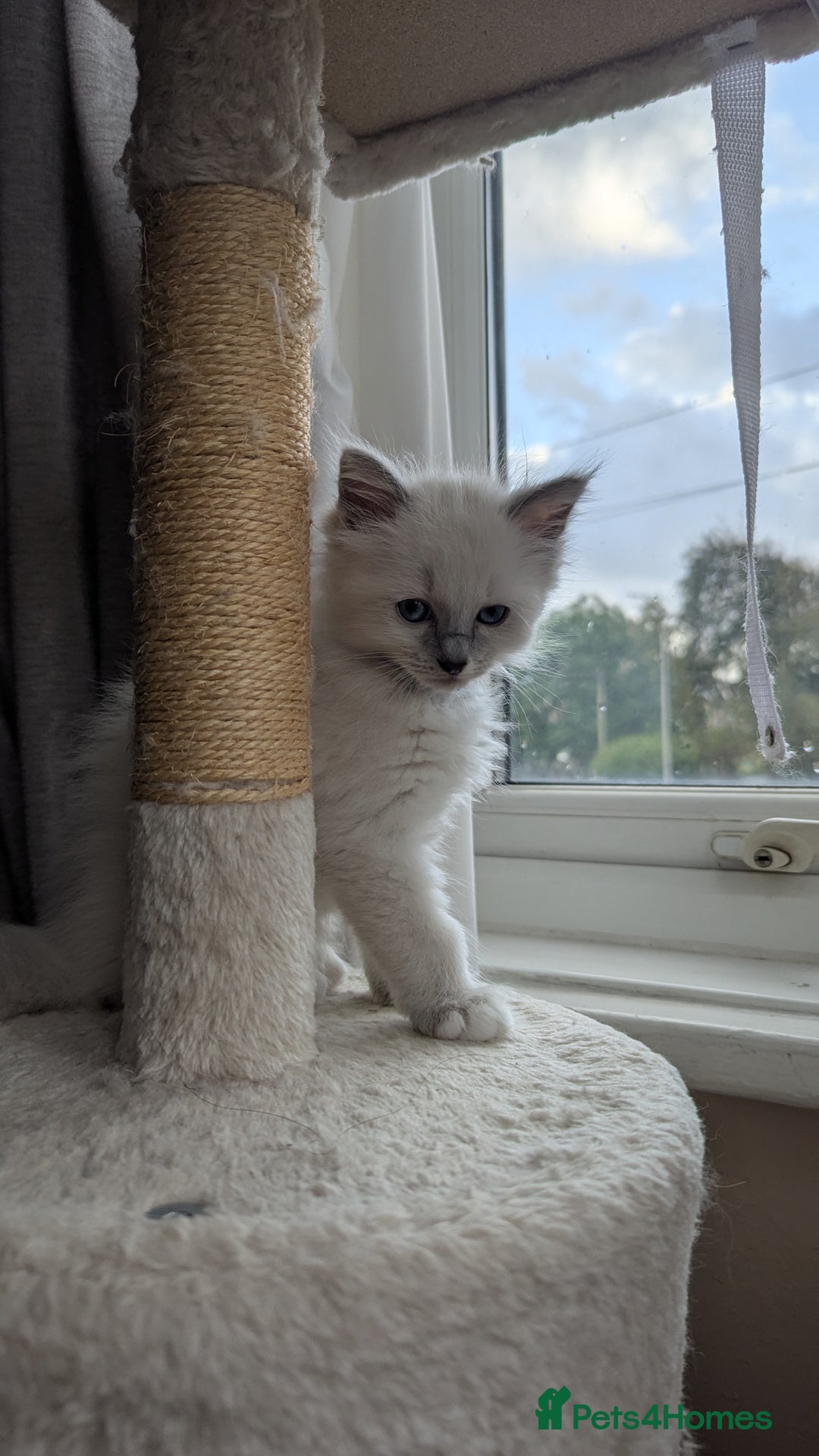 Ragdoll cats for sale: 🧁Sweet ragdolls - Image 25