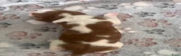 Welsh Springer Spaniel dogs for sale: KC Registered puppy girl available  - Advert 2
