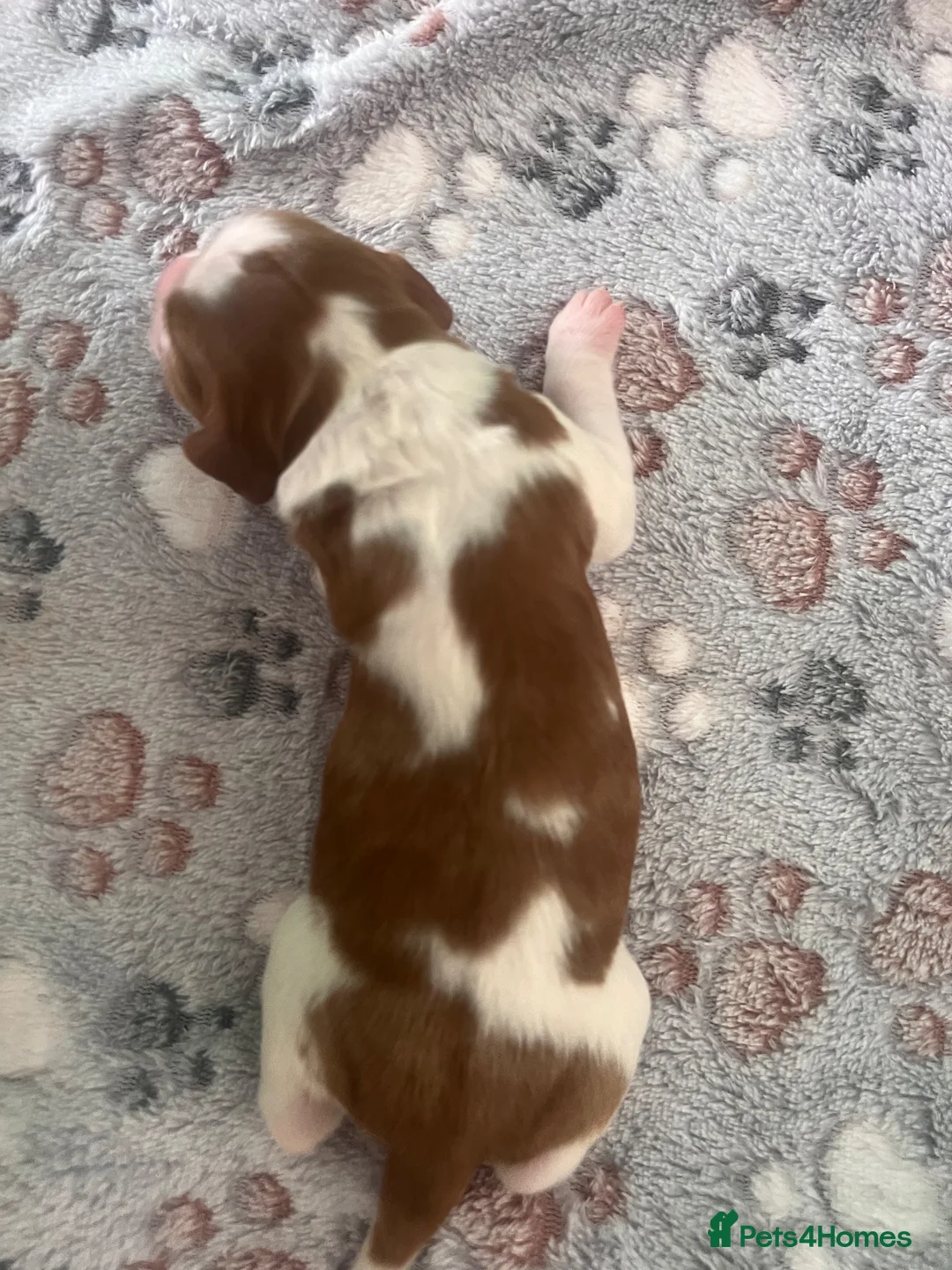 Welsh Springer Spaniel dogs for sale: KC Registered puppy girl available  - Advert 2