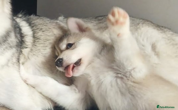 Siberian Husky dogs - Advert 5