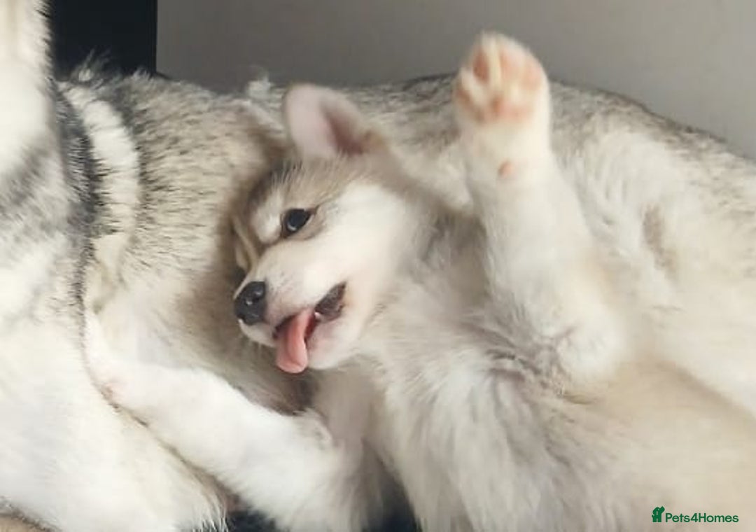 Siberian Husky dogs for sale: Husky x malamute   husky puppies  - Image 1