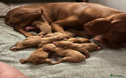 Hungarian Vizsla dogs for stud:   *Proven Stud* Son of Hungarian Grand Champion in Workington - Image 12