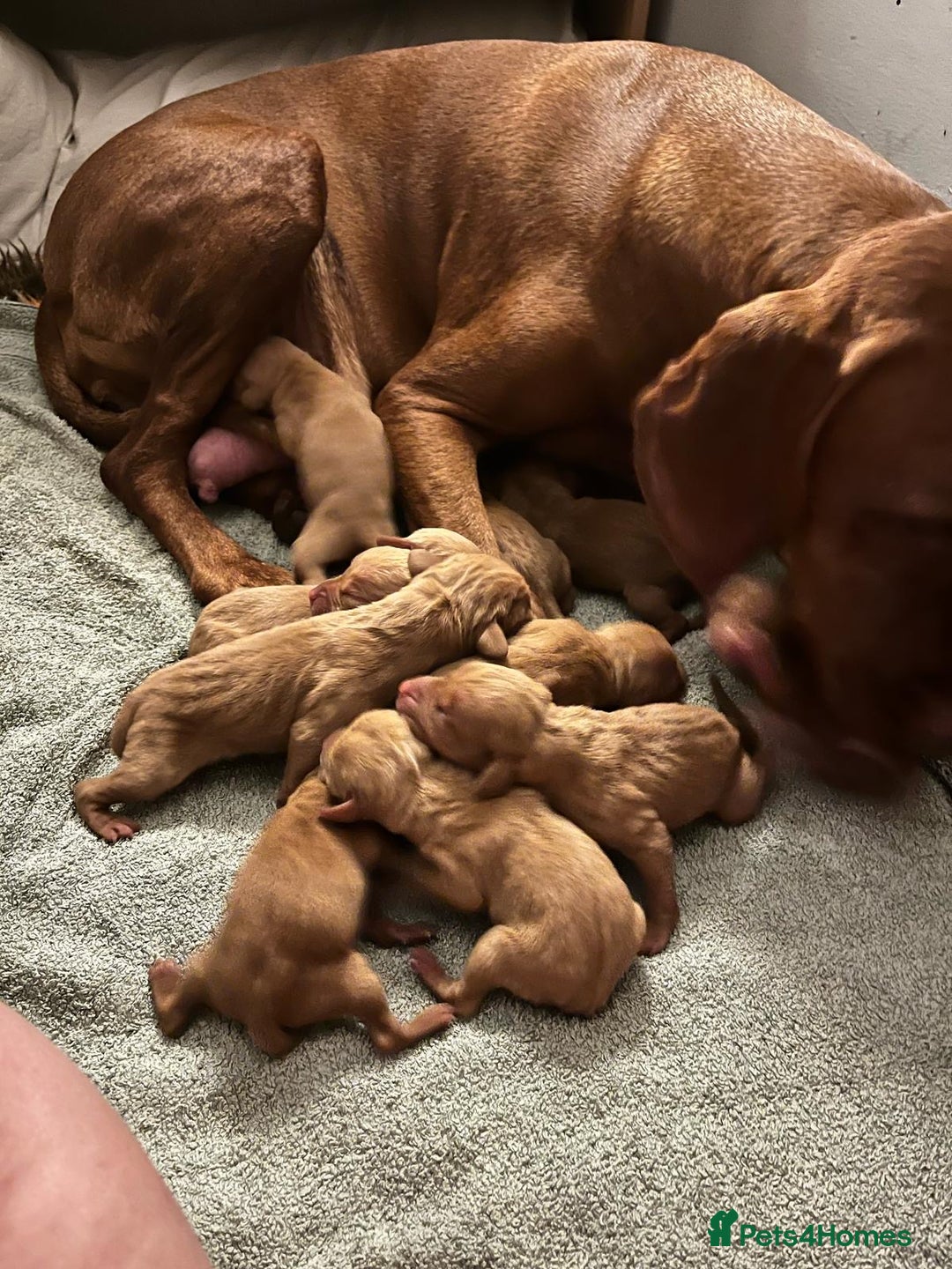 Hungarian Vizsla dogs for stud:   *Proven Stud* Son of Hungarian Grand Champion in Workington - Image 12