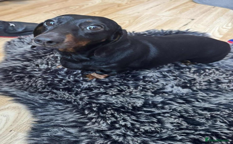 Miniature Dachshund dogs - Advert 4