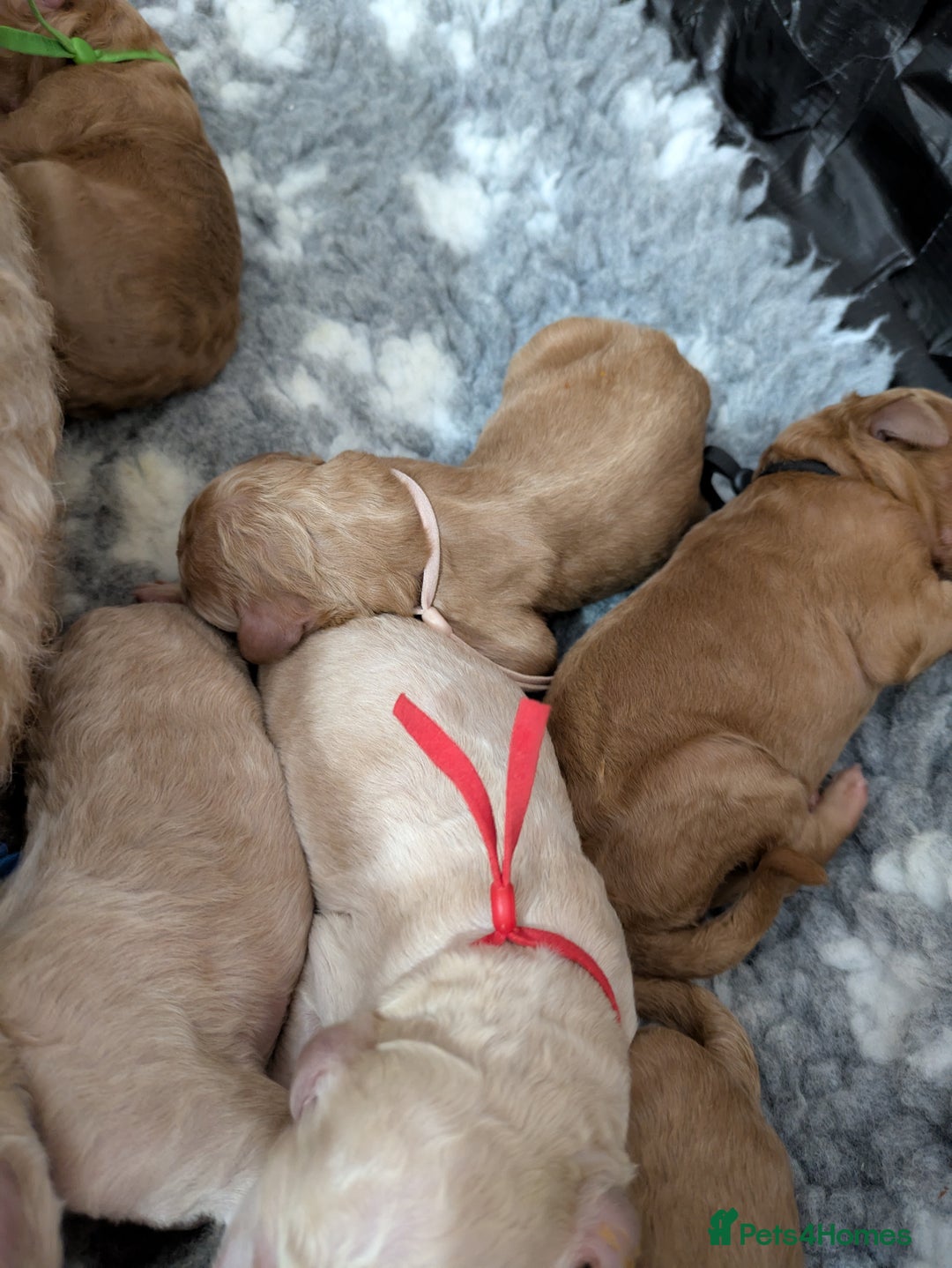 Goldendoodle dogs for sale: Gorgeous Goldendoodles  - Image 5