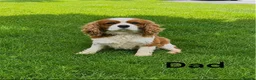 Cavalier King Charles Spaniel dogs for sale: ** DNA/PRA CLEAR CAVALIER KING CHARLES PUPPIES ** - Advert 8