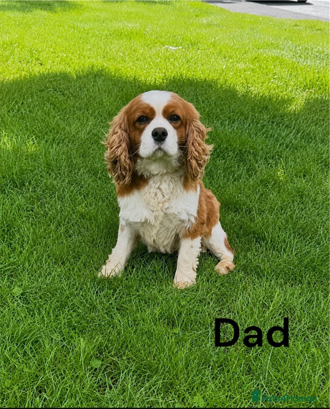 Cavalier King Charles Spaniel dogs for sale: ** DNA/PRA CLEAR CAVALIER KING CHARLES PUPPIES ** - Advert 8